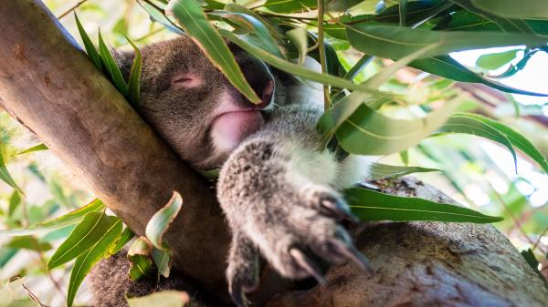 Koala Sleep Tree Wallpaper