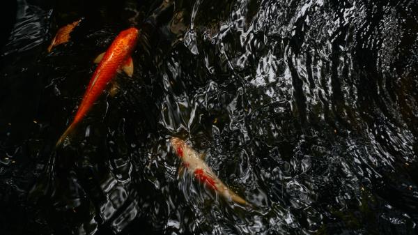 Koi Carps Fish Wallpaper