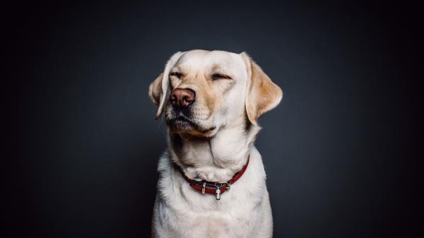 Labrador Dog Collar Wallpaper
