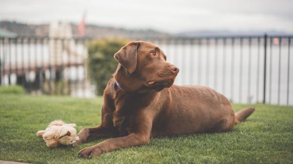 Labrador Dog Lies Wallpaper