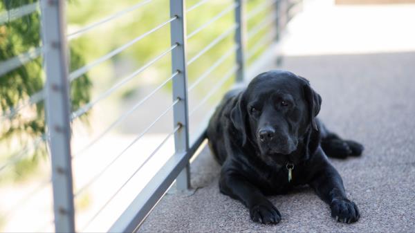 Labrador Dog Lying Black Wallpaper