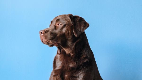 Labrador Dog Mug Wallpaper
