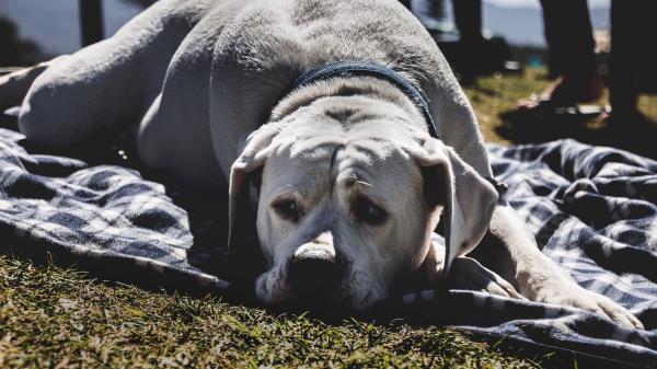 Labrador Dog Muzzle Lies Wallpaper