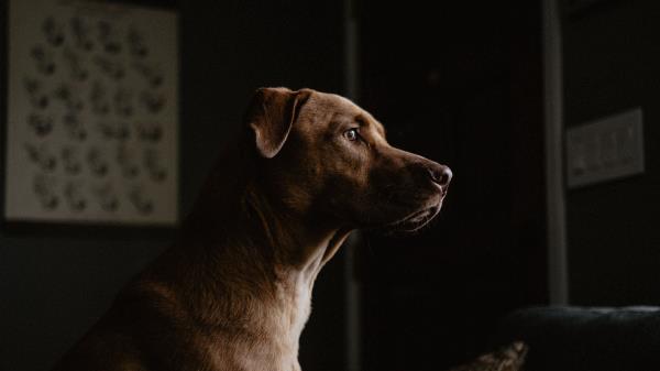 Labrador Dog Profile wallpaper