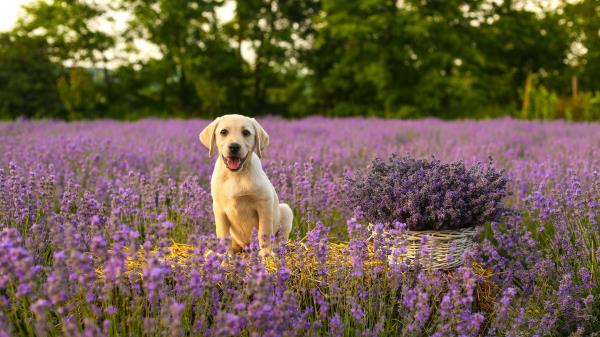 Labrador Dog Puppy Wallpaper