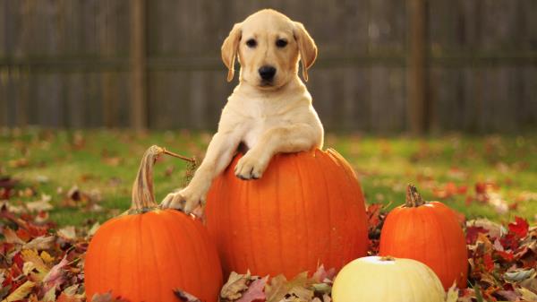 Labrador Retriever Foliage Autumn Dog Pumpkin Puppy Wallpaper