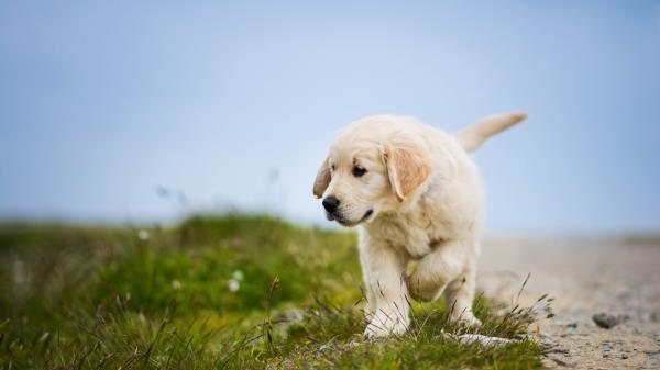 Labrador Retriever Puppy Dog Hd Wallpaper