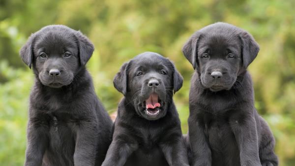 Labradors Retrievers Puppies Three Funny Wallpaper