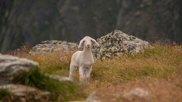Lamb Sheep Cub Mountains Wallpaper