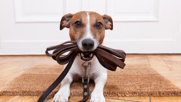 Leash Mat Dog Door Wallpaper
