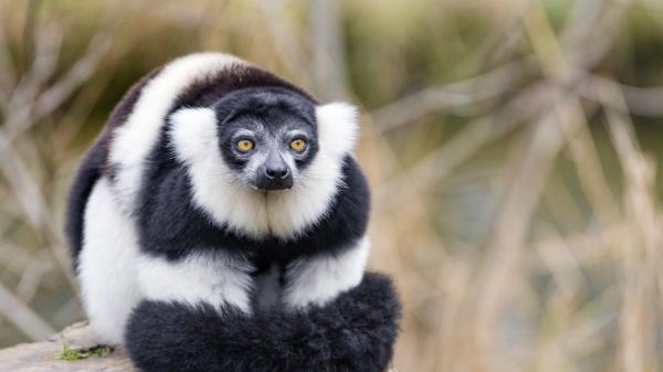 Lemur Animal Fluffy Wallpaper