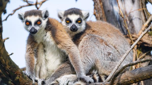 Lemur Animal Funny Wallpaper