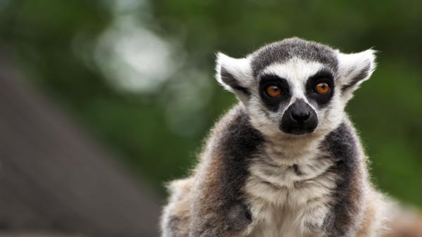 Lemur Animal Glance Image Wallpaper