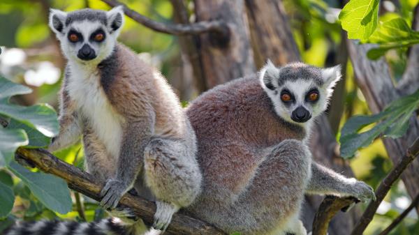 Lemur Animal Glance Wallpaper