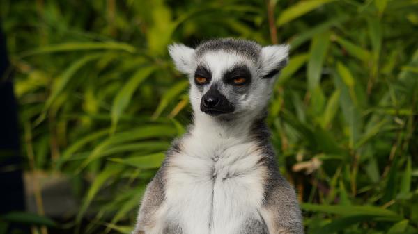 Lemur Animal Meditation Wallpaper
