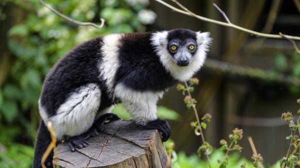 Lemur Animal Muzzle Wallpaper