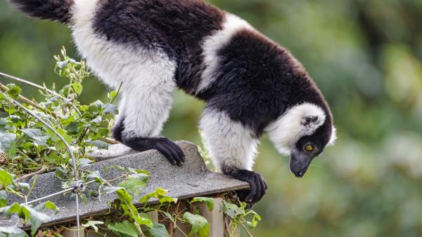 Lemur Animal Profile Wallpaper