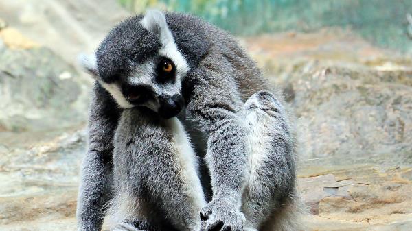 Lemur Animal Striped Sit Wallpaper
