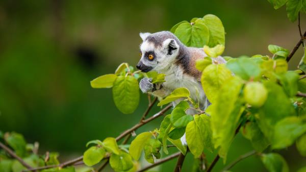 Lemur Branch Sitting Wallpaper