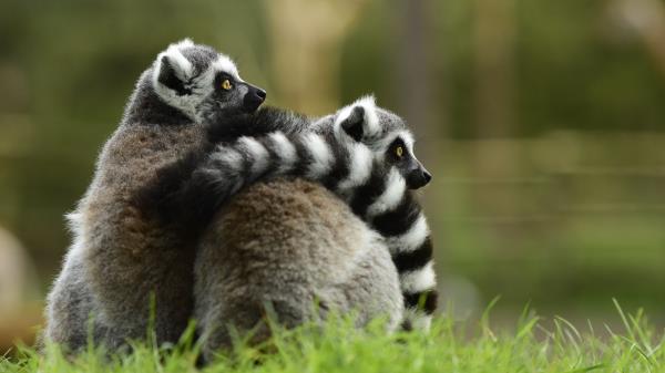 Lemur Couple Hugging Wallpaper