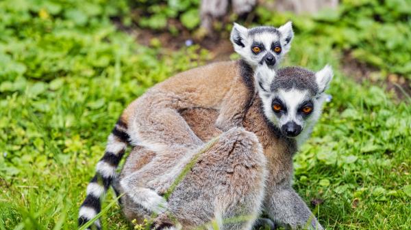 Lemur Cub Animal Wallpaper