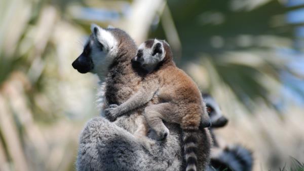 Lemur Cub Couple Care Wallpaper