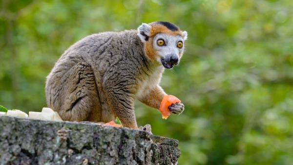 Lemur Eat Emotions Wallpaper