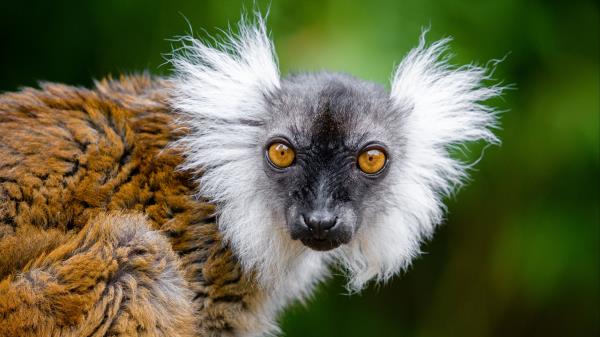 Lemur Glance Funny Wallpaper