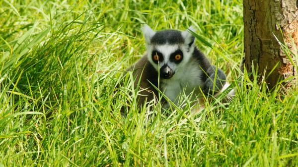 Lemur Grass Animal Shadow Wallpaper