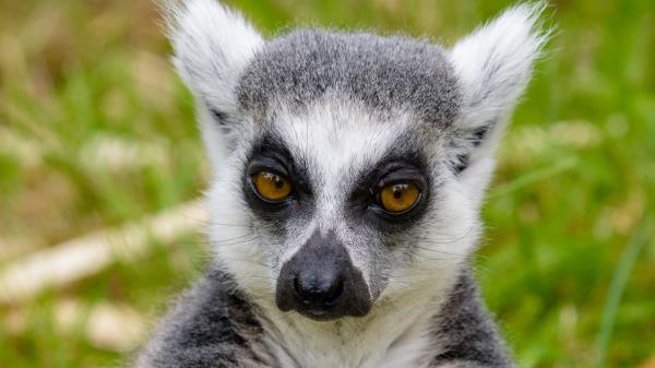 Lemur Look Pensive Wallpaper