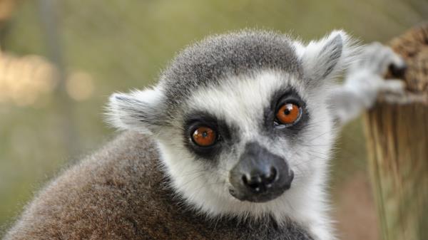 Lemur Muzzle Eyes Wallpaper