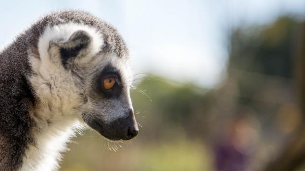 Lemur Muzzle Profile Glance Wallpaper