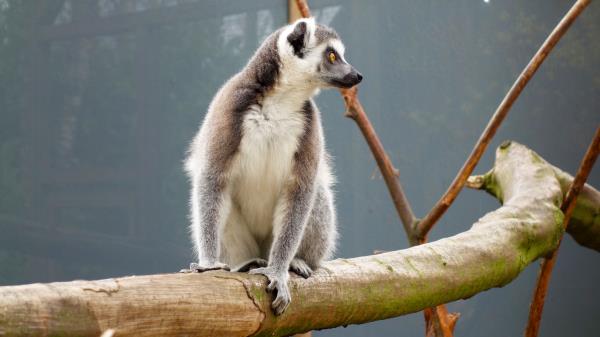 Lemur Reserve Sitting Wallpaper