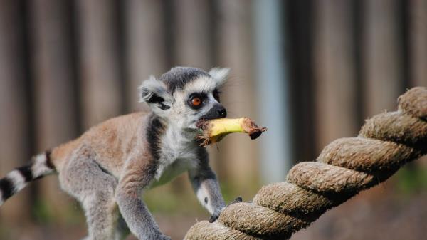 Lemur Rope Food Walk Animal wallpaper