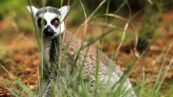 Lemur Sitting Surprise Grass Wallpaper