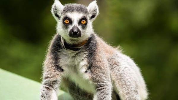 Lemur Surprisingly Stand Wallpaper
