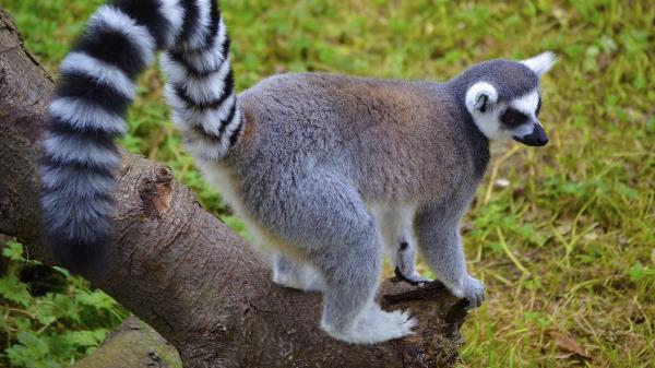 Lemur Tail Striped Walk Wallpaper