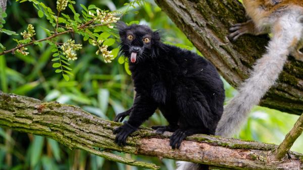 Lemur Tongue Hanging Out Funny Wallpaper