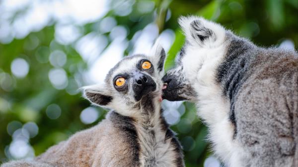 Lemurs Couple Lick Wallpaper