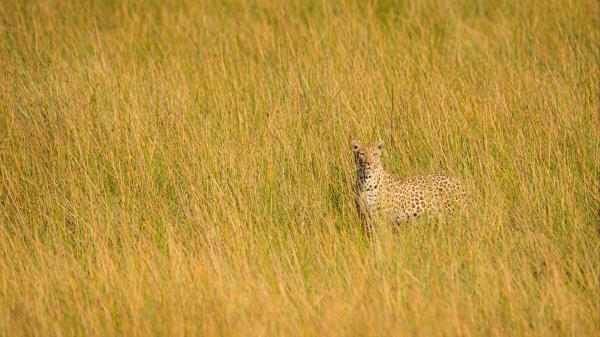 Leopard Big Cat Glance Picture Wallpaper