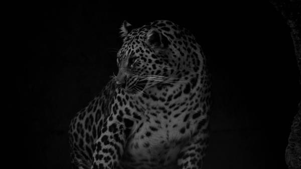 Leopard Big Cat Predator Photo Wallpaper