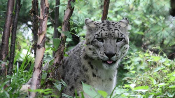 Leopard Big Cat Spots Wallpaper