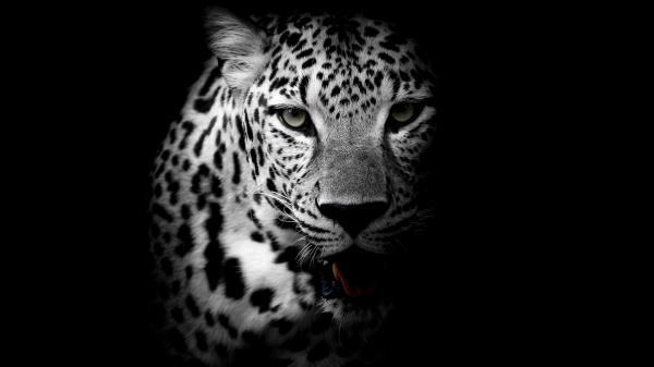Leopard Dark Background Hd Wallpaper