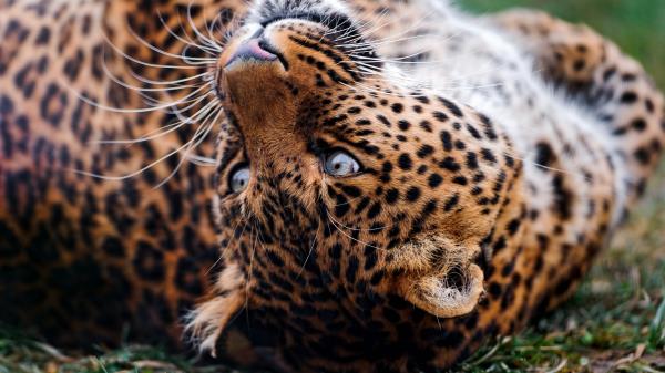 Leopard Face Tumble Predator Wallpaper