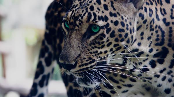 Leopard Green Eyed Muzzle Predator Look Wallpaper