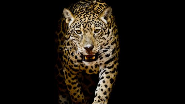 Leopard Hd Image Wallpaper