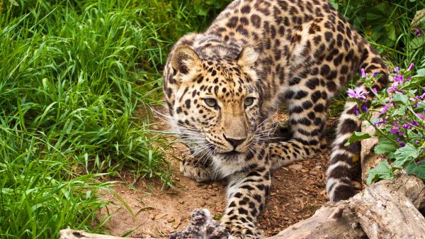 Leopard Hd Wallpaper