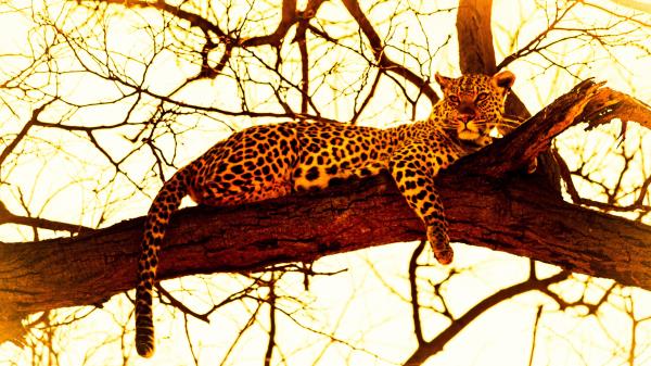 Leopard Image Wallpaper