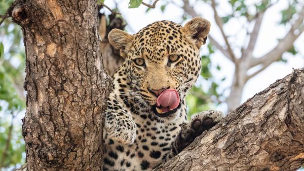 Leopard Muzzle Big Cat Wallpaper