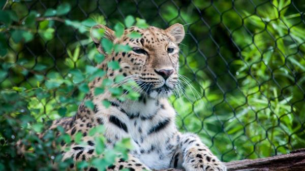 Leopard Muzzle Predator Sitting Wallpaper